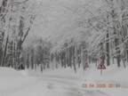 Fasciono dell'inverno (21kb)